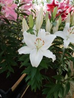 [4312 Nobel GA No101.JPG]